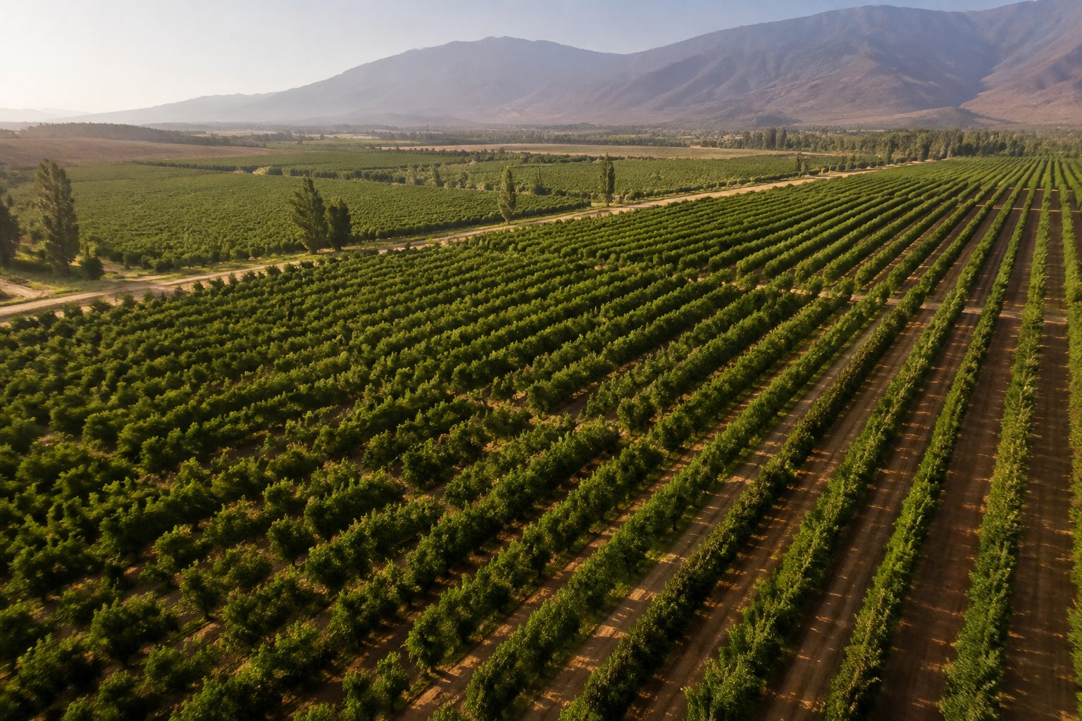 Vista aérea de hileras de un huerto frutal al pie de la cordillera